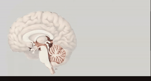brain-region-side-panel.gif
